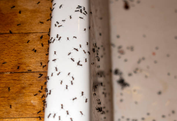 Wildlife Control Services in Auberry, CA