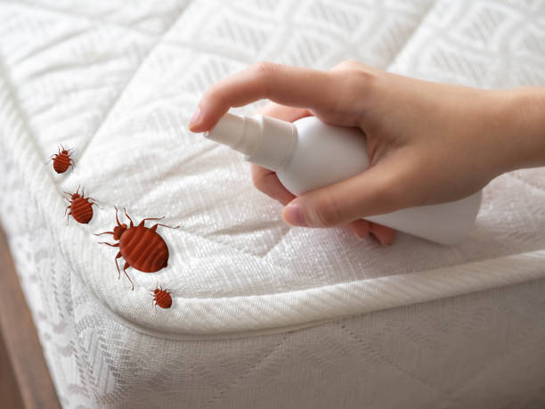 Best Emergency Pest Control  in Auberry, CA