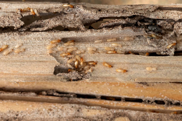 Best Termite Control Services  in Auberry, CA