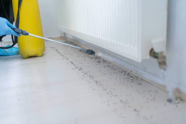 Best Mosquito Control Services  in Auberry, CA