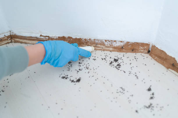 Best Bed Bug Extermination  in Auberry, CA